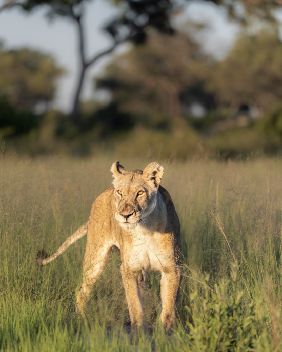 Lioness | Luxury Safaris in Africa | Book Now